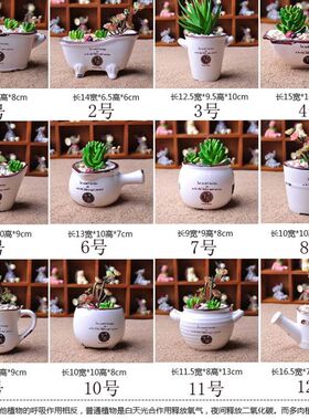 陶瓷多肉花器盆景花盆多肉浴缸花盆 茶杯花盆 韩式植物花盆