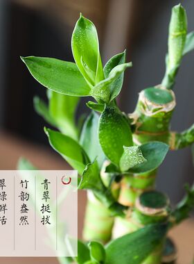 富贵竹盆景植物四季常青室内中式禅意桌面摆件室内创意好养活绿植