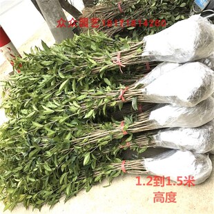 桂花树苗桂花苗金桂丹桂八月桂花卉庭院绿植征地四季桂花小苗包邮