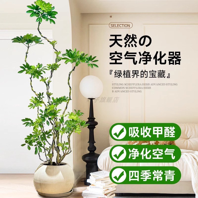 造型鸭脚木客厅大盆栽鸭掌鹅掌木室内乔迁落地式大型四季常青植物