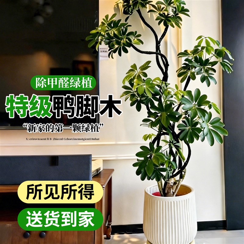 鸭脚木客厅大盆栽绿植高级感室内大型植物好养旺宅鸭掌木落地盆景