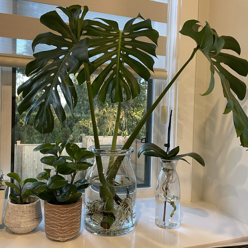 水培龟背竹老桩根植物办公室室内吸甲醛的客厅旺宅绿植好养活四季图片
