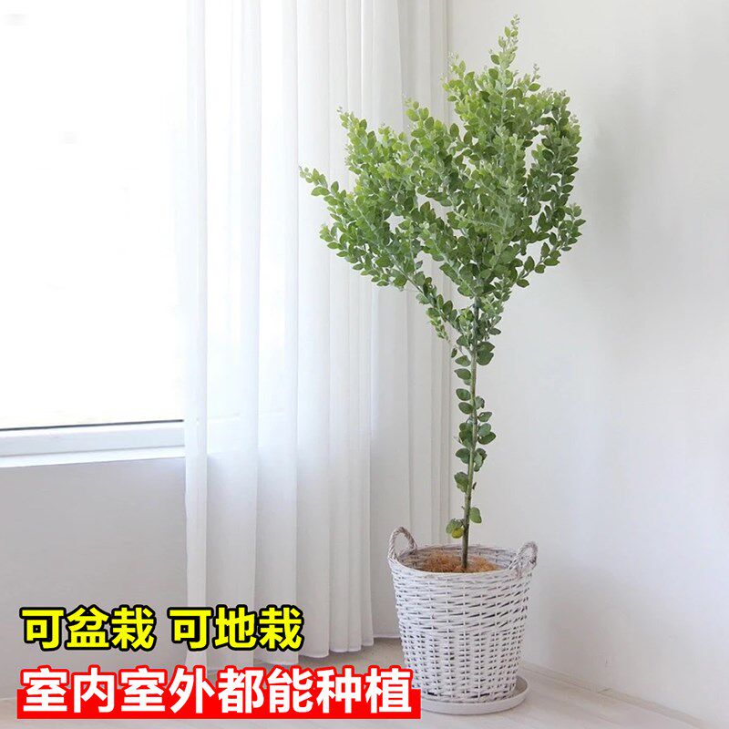 银叶金合欢树苗耐寒耐热绿植庭院别墅绿化树阳台四季花卉植物盆栽