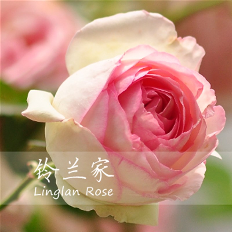 铃兰家 粉龙沙宝石 经典藤本月季大苗包对版 爬藤大花特价大苗