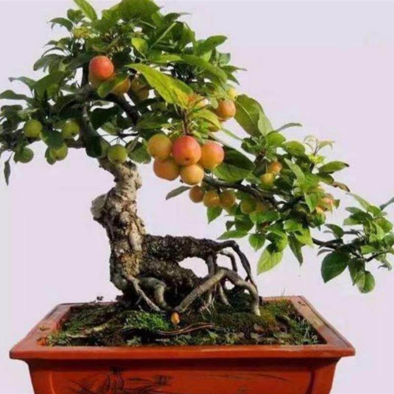 海棠花盆栽花卉室内绿植物四季好养开花庭院植物盆景老桩