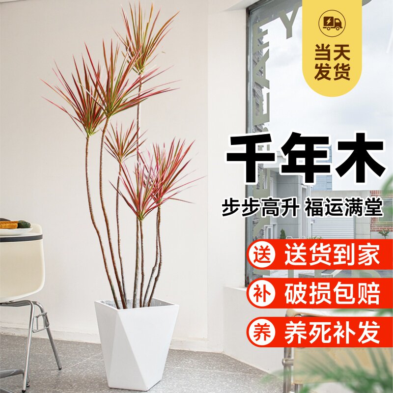 七彩千年木盆栽金边马尾铁大型绿植办公室客厅室内吸甲醛净化空气