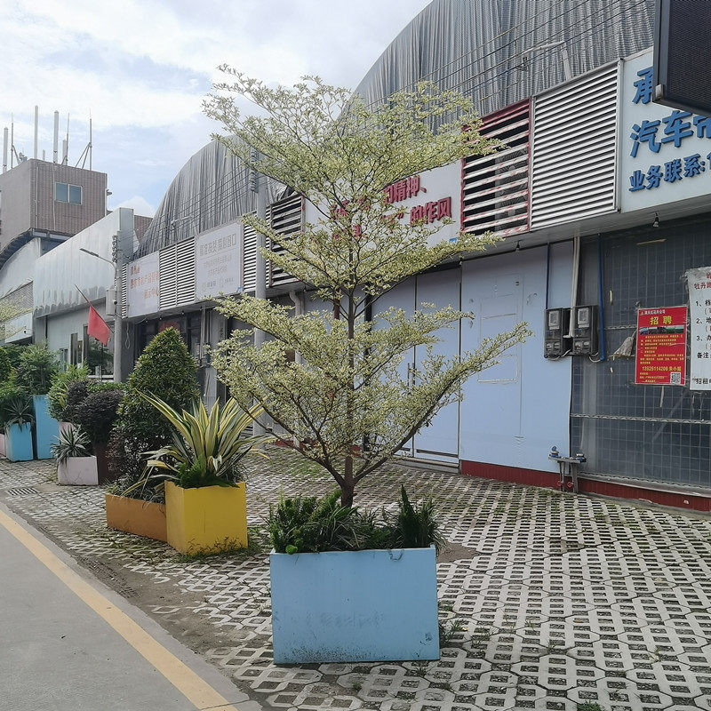 小叶榄仁盆栽绿化阳台花园庭院植物花叶榄仁非洲雨伞树造景大绿植