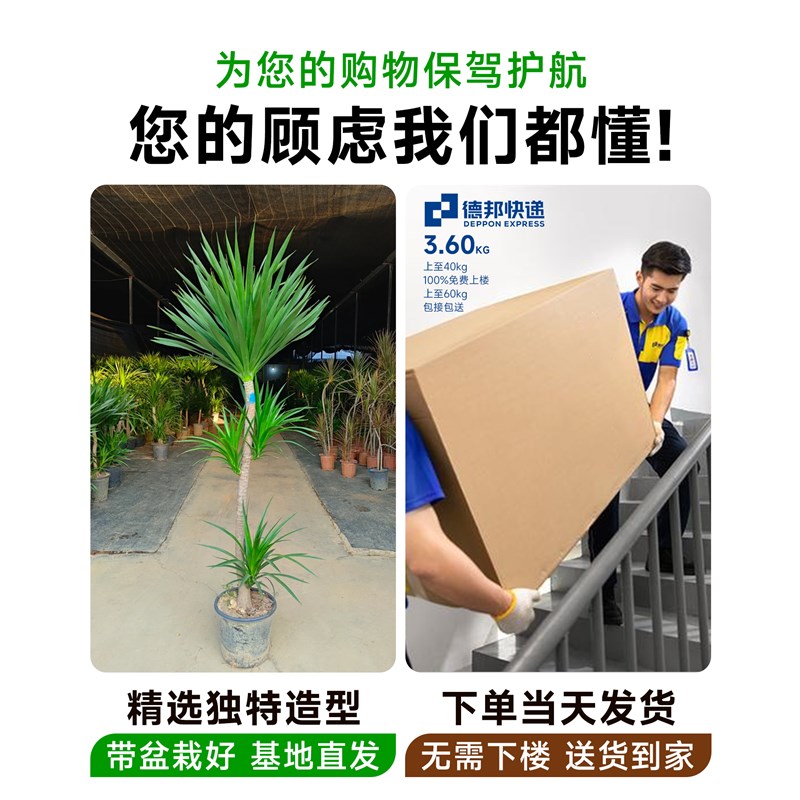 龙血树客厅绿植盆栽办公室内落地大型植物盆景网红龙须树禄植摆件