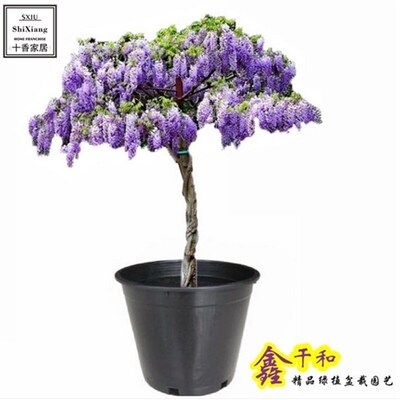 盆栽花卉紫藤多花紫藤紫藤萝爬藤玫瑰蔷薇月季类3年苗