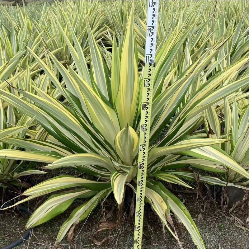 金边万年麻大盆栽地栽观叶绿植龙舌兰科花镜庭院绿篱阳台耐热耐晒