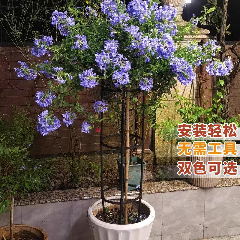 伞形花架支撑杆户外庭院钢管置物架室外花园植物月季玫瑰爬藤架子