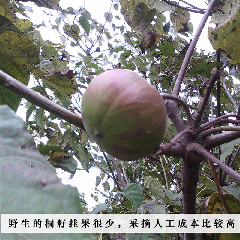 桐油5斤10斤大桶装一级生桐油土榨桐籽油伞木油纯天然熟桐油包邮