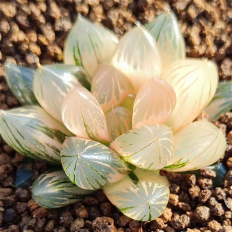 大型霓虹灯玉露锦黑肌玉露锦糊斑霓虹灯5.5厘米带盆土发货包邮