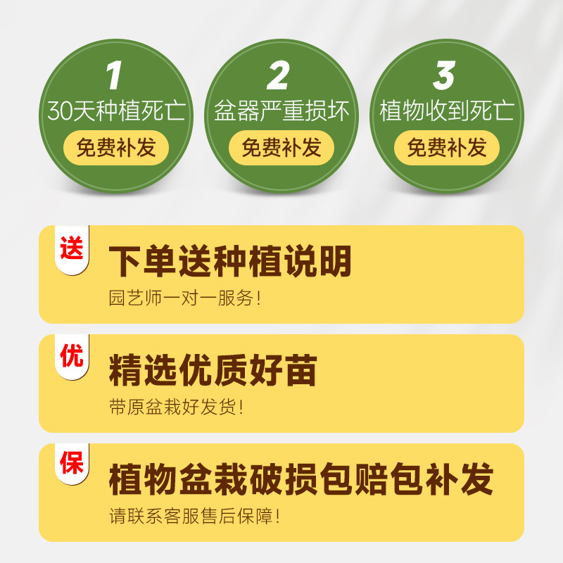精品带铝线款造型鸭脚木室内盆栽 适合新手的大型观叶植物 净化空