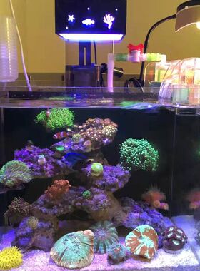DIY三头海缸LED灯 全自动日出日落功能 海水珊瑚微缸专用全光谱灯