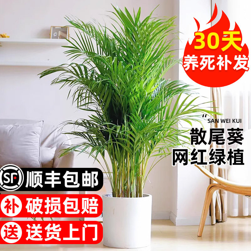 散尾葵凤尾竹盆栽室内客厅大型绿植吸甲醛植物四季常青富贵椰花卉