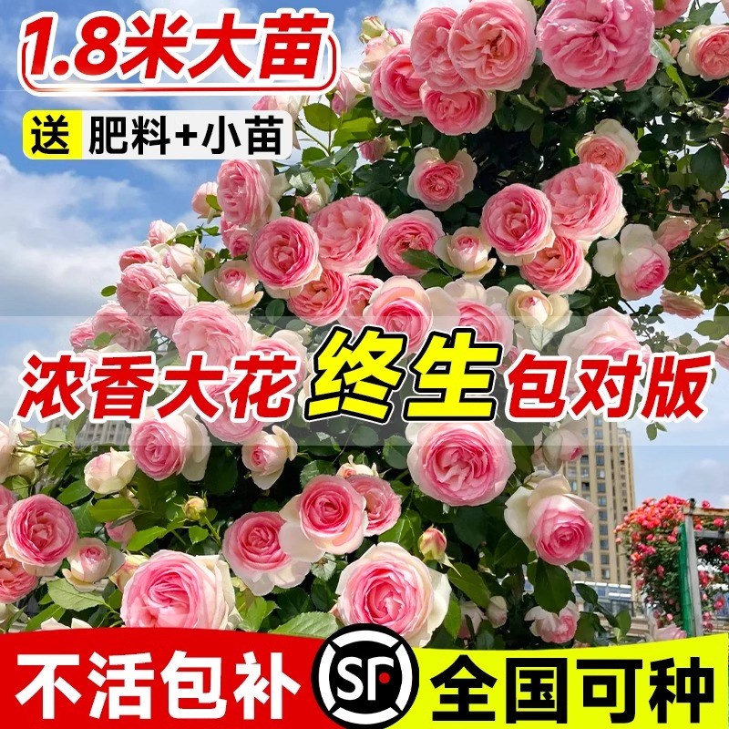 蔷薇花苗爬藤月季四季开花大苗浓香耐寒庭院爬藤植物藤本月季玫瑰