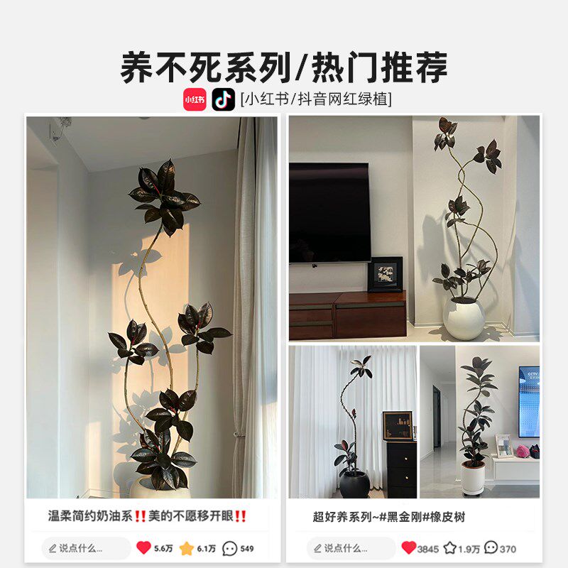 黑金刚橡皮树客厅阳台造型真花好养植物室内大型高级感绿植盆栽