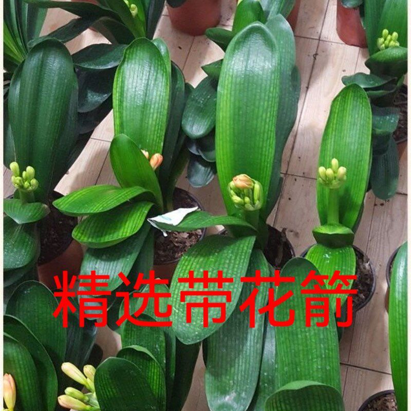 精品君子兰开花基地直销绿植花卉圆头和尚立板室内阳台植物包邮
