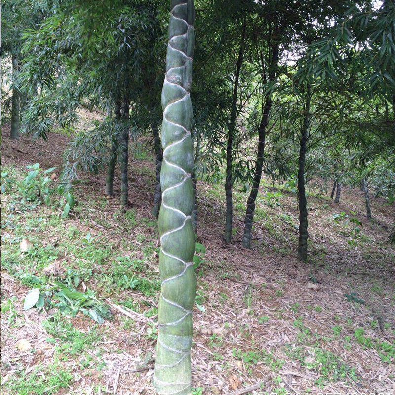 龟背竹 种苗盆景龟背竹竹苗庭院工程苗龙鳞竹乌龟竹盆栽绿化苗