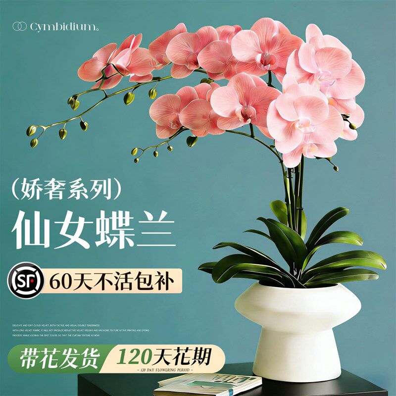 蝴蝶兰带花盆栽带花苞特大号高级花卉绿植兰花洋兰年宵花客厅卧室
