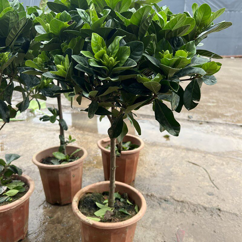 栀子花带花苞造型盆景浓香常绿过冬灌木绿植花卉盆栽包邮