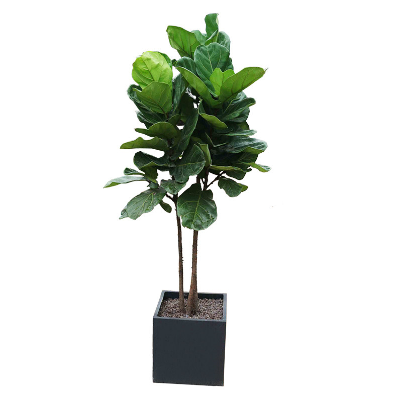 琴叶榕植物盆栽 大型绿植客厅绿化花卉办公室内阳台 上海绿植到家