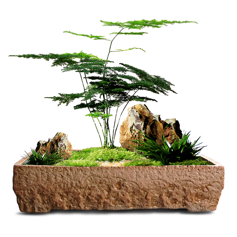 花盆陶瓷大号盆景盆文竹菖蒲铜钱草发财树植物盆栽长方形多肉花盆