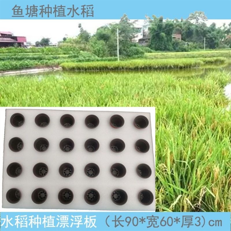 水上种植漂浮板水稻栽培定植板政府水培绿化蔬菜设备鱼塘鱼菜共生
