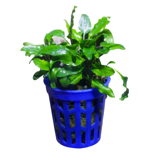 椒草合集咖啡椒泰国小青椒迷你椒绿温蒂喷泉椒草起泡椒草双色椒草