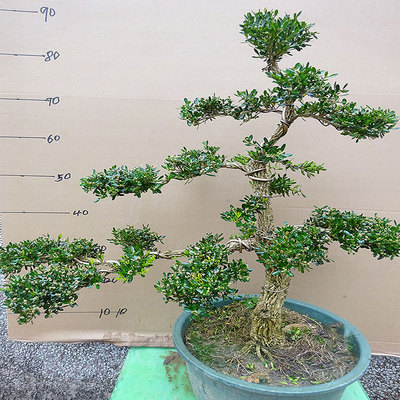 名贵皱皮小叶黄杨盆载盆景办公室客厅桌面室内绿植净化空气植物