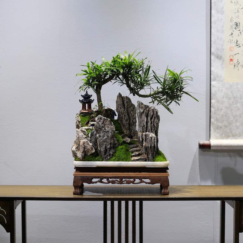 小叶雀舌罗汉松盆景植物室内盆栽迎客松客厅办公室桌面茶几绿植