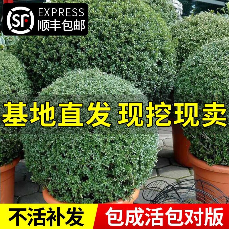 龟甲冬青树苗齿叶冬青球小叶冬青球四季常青庭院绿化景观造型耐寒