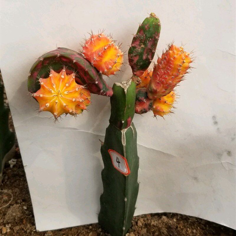 多肉植物 稀有仙人球  嫁接龙凤牡丹 千变万化观赏盆栽