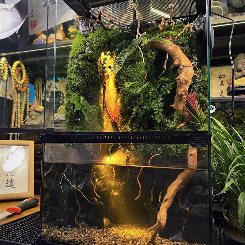 成品苔藓雨林缸 热带植物天然加湿器 全自动喷淋雾化景观生态缸