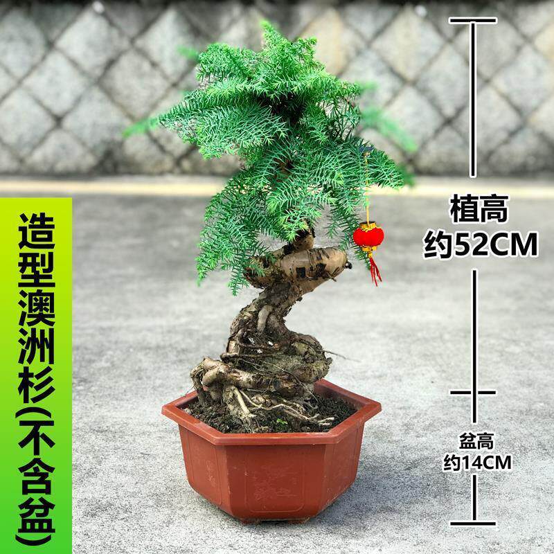 澳洲杉盆景老桩高档造型澳洲杉盆景室内办公室不老松四季常青迎春
