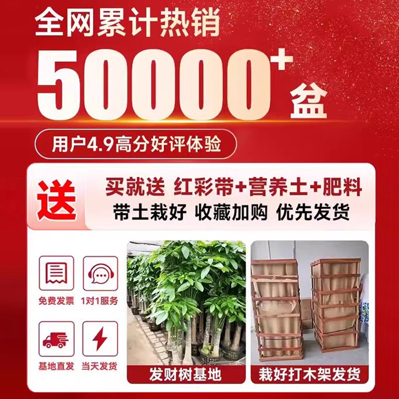 发财树客厅大盆栽棵室内摆大型步步高招财树绿植物办公室乔迁开业
