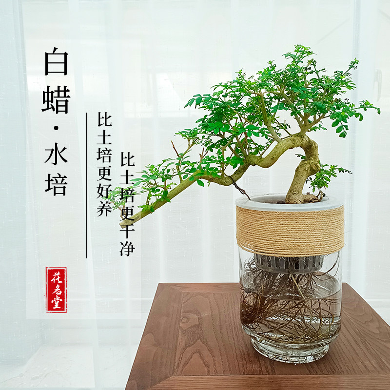 水培对节白蜡盆景老桩悬崖造型桌面绿植室内书房好养常青植物耐寒