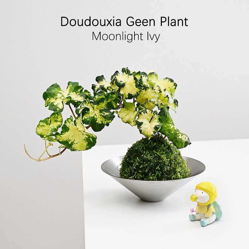 月光灯常春藤苔藓球网红绿植观叶爬藤植物桌面绿植室内造型小盆景