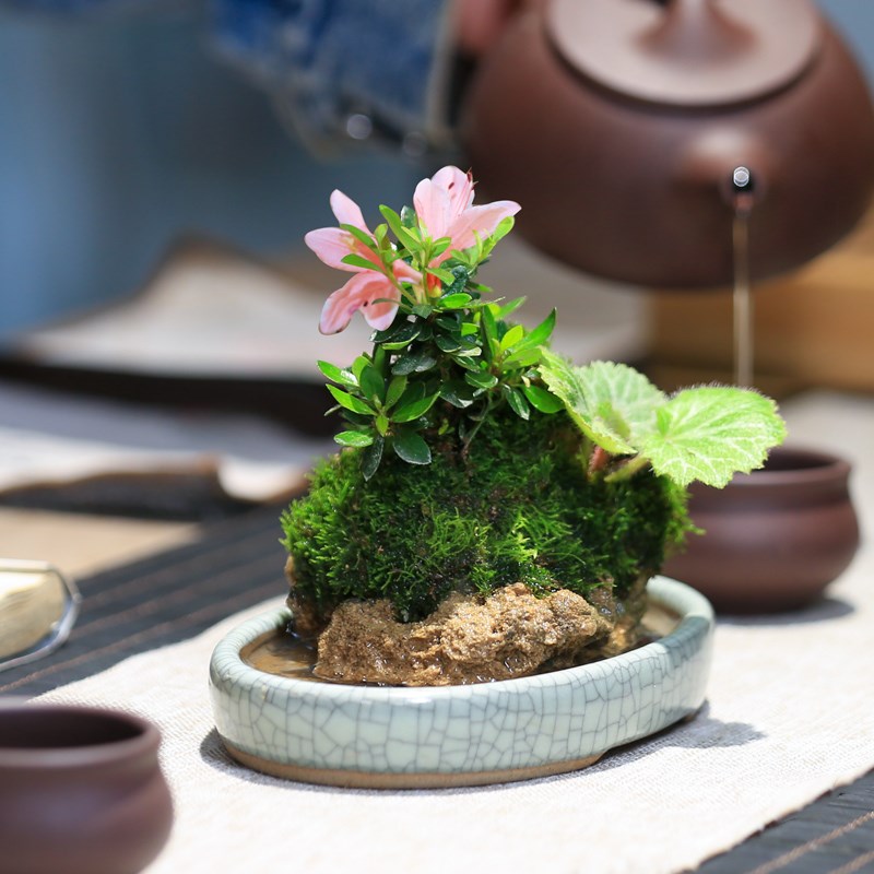 附石盆景山野草创意桌面假山水培盆栽好养杜鹃花卉绿植茶室小植物