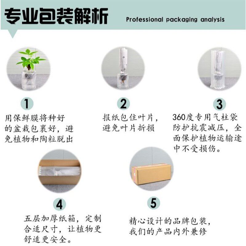 水培发财树水养花卉玻璃盆栽室内去甲醛客厅盆景水生招财植物花卉