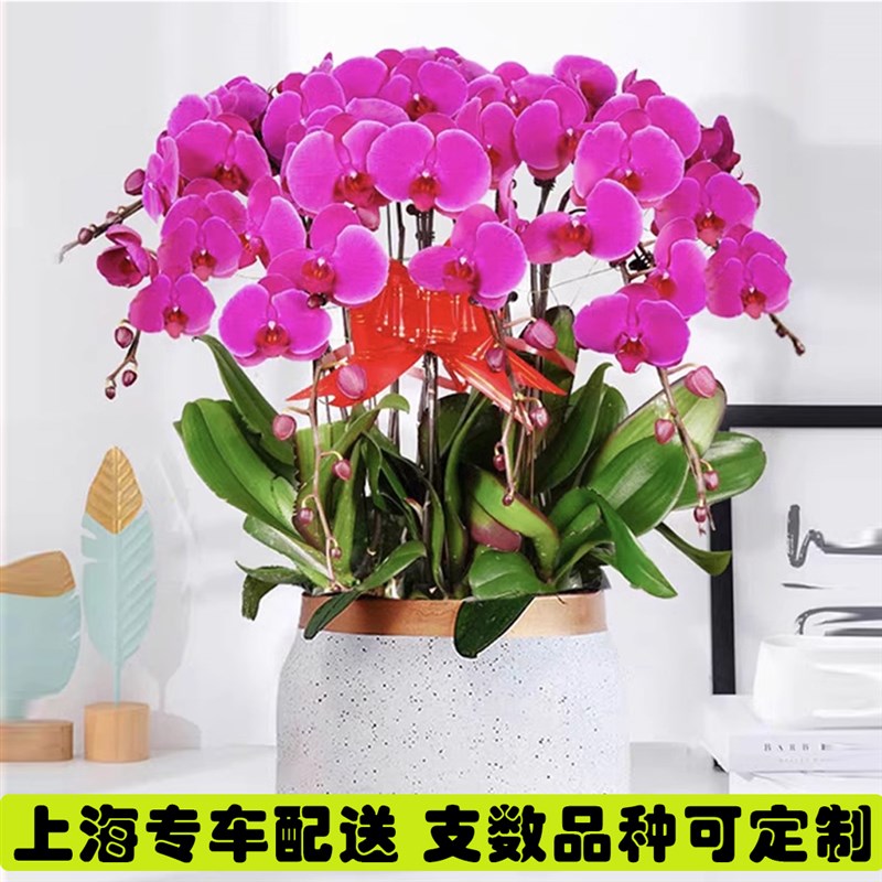 蝴蝶兰盆栽带花上海同城配送元旦年宵花开业乔迁庆典高档鲜花盆景