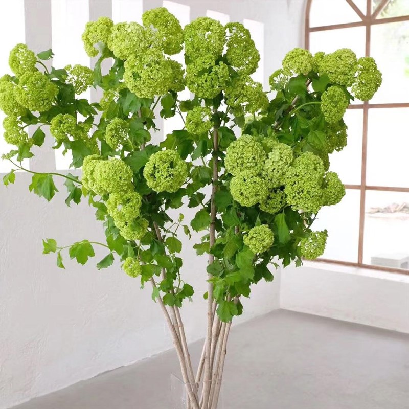 欧洲木绣球鲜花云南基地直发鲜切枝室内水培植物家用插花顺丰包邮图片