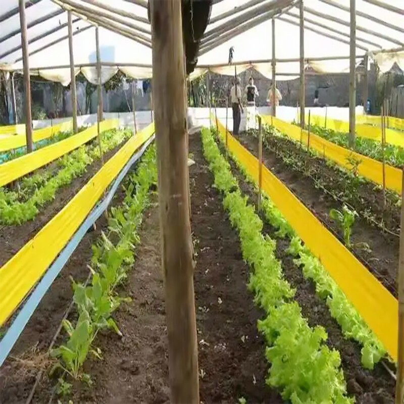 园林防虫胶带双面粘虫带苗木果树防虫胶带大棚诱虫胶带防水耐晒