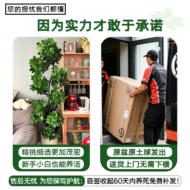 造型鸭脚木客厅大盆栽老桩鹅掌柴室内落地式大型绿植物四季常青