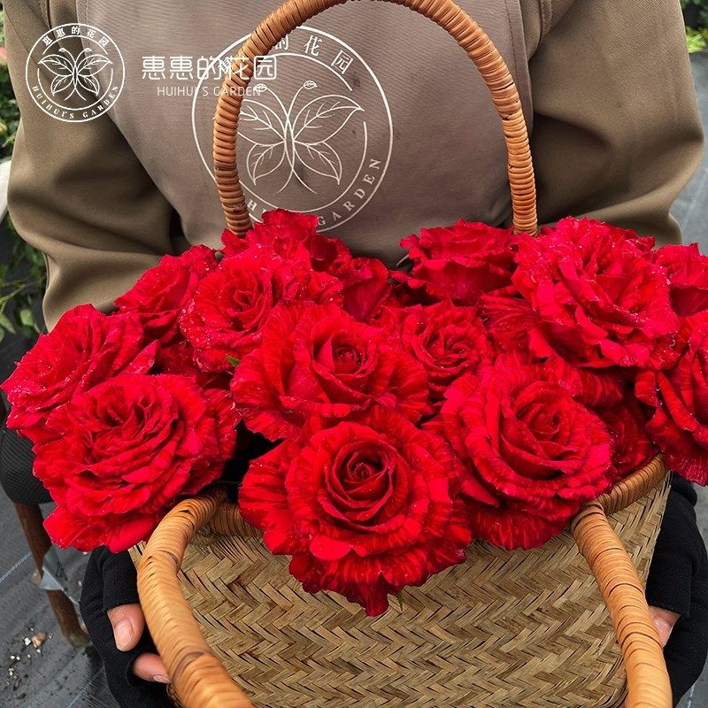 惠惠的花园灌木月季 红色直觉 条纹大花四季勤开庭院花园盆栽玫瑰