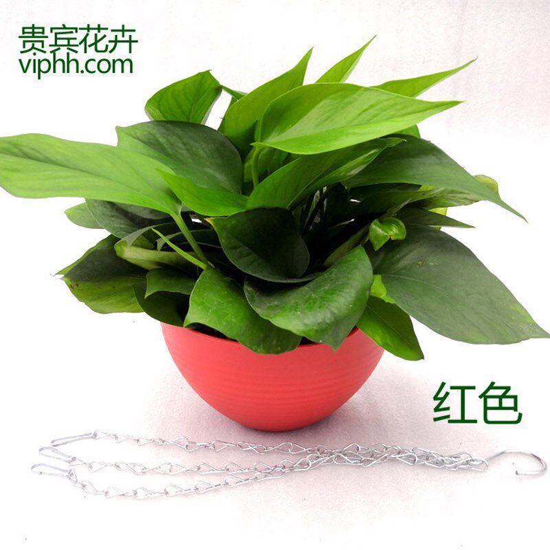 绿萝铁链花盆绿萝室内吸除甲醛净化空气植物花卉水培绿植吊盆绿箩