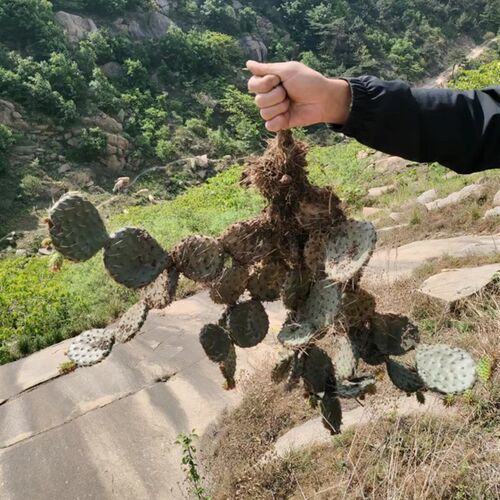 山采野货仙人掌黄花红果剌多现采食用药用观赏