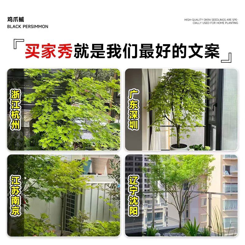 小叶鸡爪槭树苗中国红枫树苗红舞姬苗别墅庭院高端风景树绿化苗木