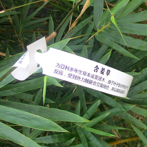 PVC防水园艺标签塑料树苗吊卡苗木吊牌环套花卉植物挂牌影印纸